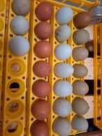 Broedeieren kleurleggers, Enlèvement