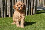 Prachtige Cavapoo pups, Dieren en Toebehoren, België, Overige rassen, CDV (hondenziekte), 8 tot 15 weken