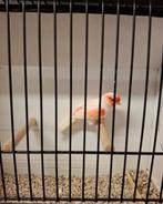 Rood mozaïek mannen te koop, Mannelijk, Kleurkanarie