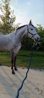 Knappe 7 jaar oude PRE ruin, Dieren en Toebehoren, Paarden, Gechipt, Ruin, Dressuurpaard, 170 tot 175 cm