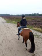 Weidemaatje aangeboden, Dieren en Toebehoren, Stalling en Weidegang, 1 paard of pony