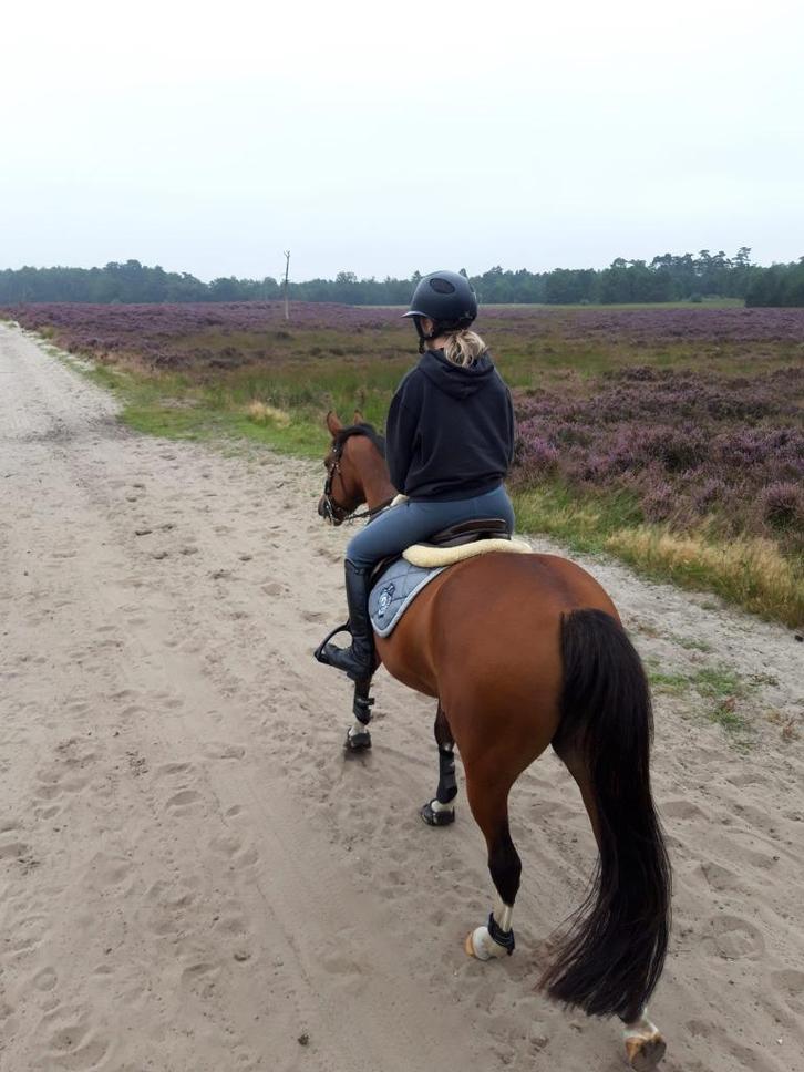 Weidemaatje aangeboden, Dieren en Toebehoren, Stalling en Weidegang, 1 paard of pony