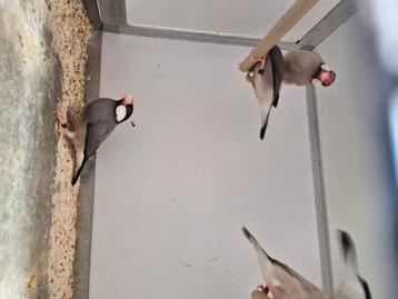 Jonge paddas grijs split mokka grote vogels  beschikbaar voor biedingen