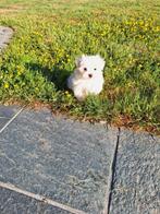 Mini maltezer pups, Dieren en Toebehoren, Honden | Chihuahua's en Gezelschapshonden, België, Maltezer, CDV (hondenziekte), 8 tot 15 weken