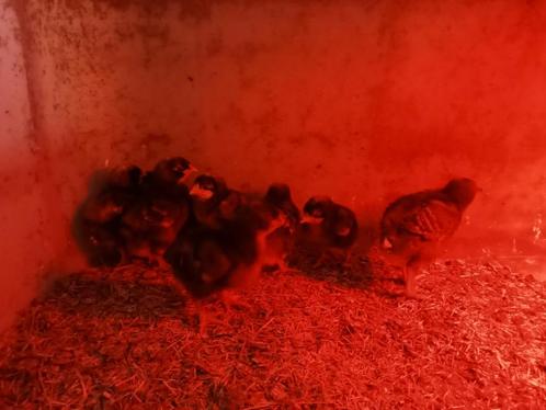mechelse koekoek kuikens, Dieren en Toebehoren, Pluimvee, Kip, Geslacht onbekend