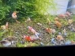 Fancy Tigers rouges (crevettes Caridina), Animaux & Accessoires, Poissons | Poissons d'aquarium