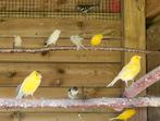 Kanaries. Poppen., Dieren en Toebehoren, Vogels | Kanaries, Vrouwelijk