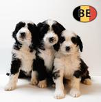 Labradoodle au charme doux à vendre, Commerçant, Autres races, 8 à 15 semaines, Plusieurs