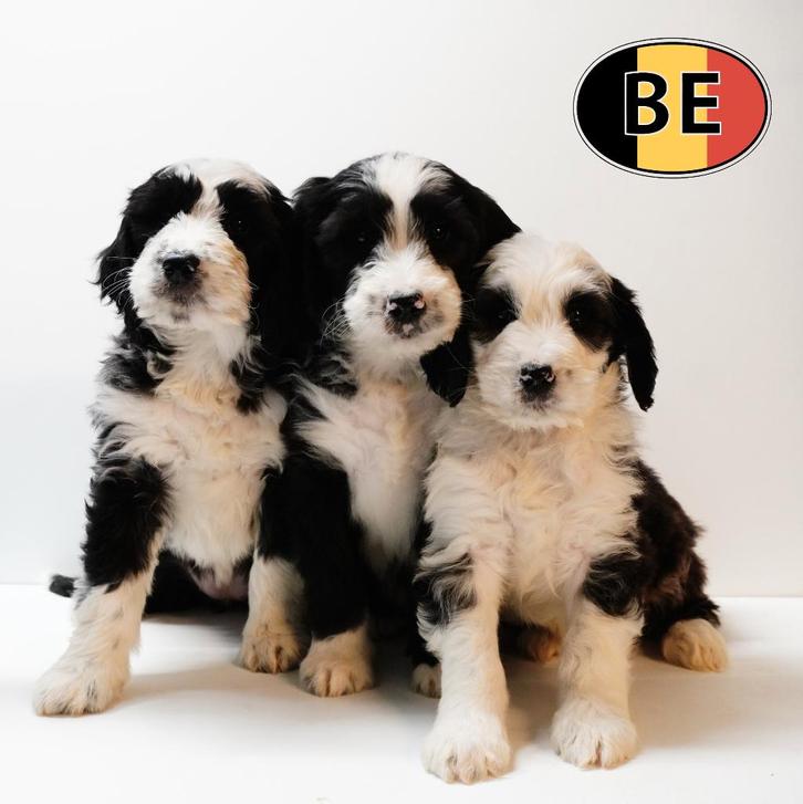 Labradoodle met een zachte uitstraling te koop, Dieren en Toebehoren, Honden | Chihuahua's en Gezelschapshonden, Meerdere dieren