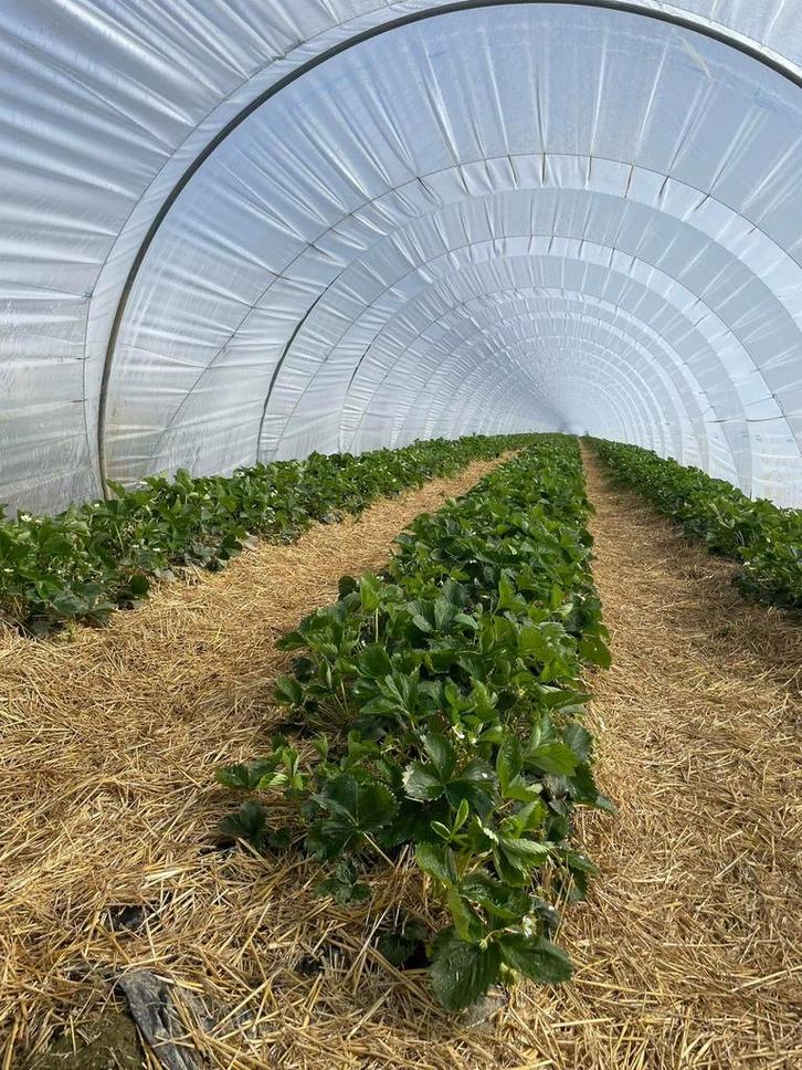 Arceaux pour serres tunnel, Tuin en Terras, Kassen, Kweekkas, Staal, Ophalen