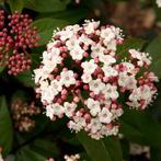 sneeuwbal of Viburnum tinus, Jardin & Terrasse, Plantes | Jardin, Autres espèces, Hiver, Enlèvement, Plante fixe