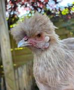 Europese zijdehoen hen, Dieren en Toebehoren, Vrouwelijk, Kip