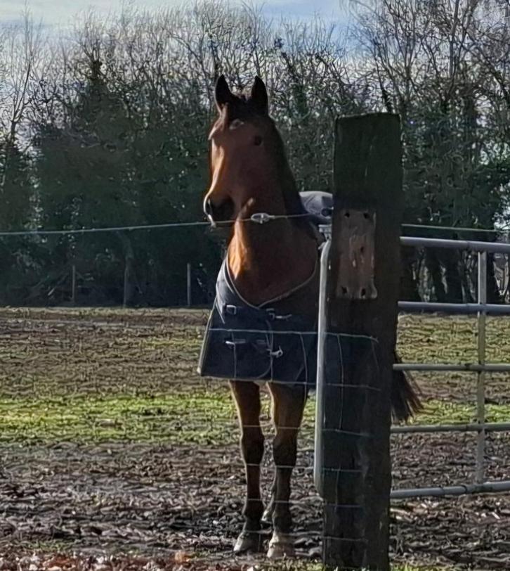 Lieve 6-jarige merrie van 1m61, Dieren en Toebehoren, Paarden, Merrie, Zadelmak, 3 tot 6 jaar, Recreatiepaard, Gechipt, Ontwormd