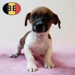 Jack Russell-puppy’s met een alerte geest te koop, Dieren en Toebehoren, Honden | Jack Russells en Terriërs, België, Jack Russell Terriër