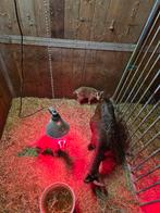 Geit met geit en boklam, Animaux & Accessoires, Moutons, Chèvres & Cochons