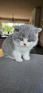 Kitten poes, Dieren en Toebehoren, Katten en Kittens | Raskatten | Korthaar, Poes