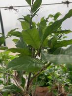 Magnolia Susan, Jardin & Terrasse, Plantes | Arbres, Enlèvement