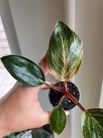 Philodendron Pink Birkin, Ophalen of Verzenden