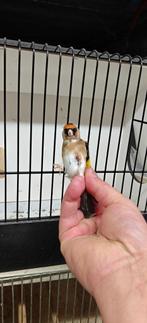 Witkeel puur parva 2025, Wildzangvogel, Geringd