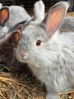 Angora konijntjes te koop, Dieren en Toebehoren