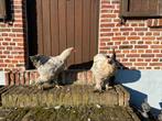 2 Isabel brahma hanen, Dieren en Toebehoren, Mannelijk, Kip