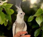 Calopsitte male EAM / apprivoisé, Dieren en Toebehoren, Vogels | Parkieten en Papegaaien, Mannelijk, Parkiet, Tam