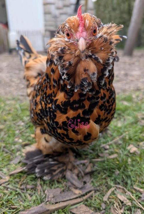 Broedeieren kippen ukkelse baardkriel, Dieren en Toebehoren, Pluimvee, Kip