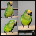 Conure couronnée entièrement sevré, Geslacht onbekend, Papegaai, Geringd
