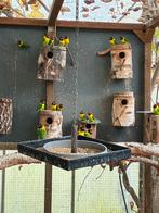 Agapornis personata wildkleur, Dieren en Toebehoren, Meerdere dieren, Parkiet