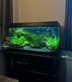 Volledig ingericht aquarium Juwel 100L + alle toebehoren, Dieren en Toebehoren, Ophalen, Zo goed als nieuw