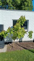 Catalpa, Ophalen