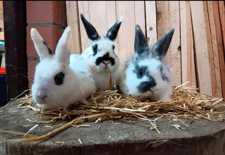 Dwerg konijntjes, Dieren en Toebehoren, Konijnen, Dwerg
