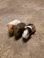 3 langharige cavia broertjes, Oktober, Cavia