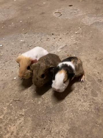 3 langharige cavia broertjes beschikbaar voor biedingen
