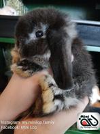 Minilop baby konijntjes met stamboom (transport mogelijk), Dieren en Toebehoren, Konijnen, Meerdere dieren, Dwerg, 0 tot 2 jaar