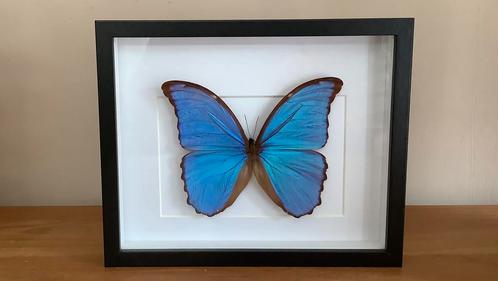 Felblauwe MORPHO vlinder in lijst #2, Verzamelen, Dierenverzamelingen, Nieuw, Opgezet dier, Insect, Ophalen of Verzenden