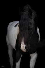 Fotoshoot van je paard, Z
