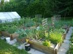 Plants de tomates , concombres , courgettes etc etc, Jardin & Terrasse, Éclairage extérieur, Comme neuf, Enlèvement ou Envoi