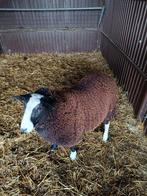 Schapen bok, Dieren en Toebehoren