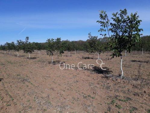 11 hectare Walnotenboomgaard 14 km van Zwarte zee, Immo, Étranger, Village