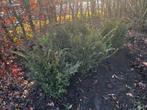 Taxus bacatta 60cm, Jardin & Terrasse, Plantes | Arbustes & Haies, Enlèvement, Taxus