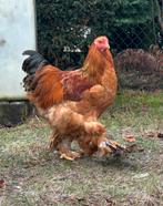 Columbia buff brahma haan