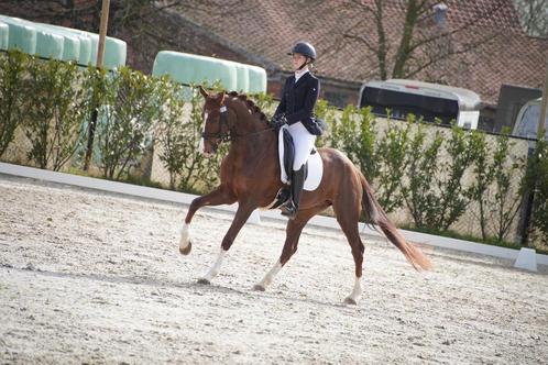 Aangeboden:dressuurles, Dieren en Toebehoren, Pony's