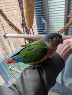 Tamme baby pyrrhura, Dieren en Toebehoren, Vogels | Parkieten en Papegaaien, Meerdere dieren, Papegaai, Geringd