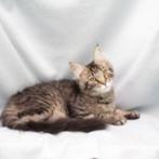 Maine Coon kittens te koop, Meerdere dieren, Gechipt, 0 tot 2 jaar