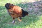 Haan, Dieren en Toebehoren, Vogels | Overige Vogels, Mannelijk