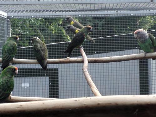 Jardine-papegaaien en Bonte boer., Animaux & Accessoires, Oiseaux | Perruches & Perroquets, Perroquet, Plusieurs animaux, Bagué