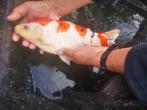 Japanse koi, Dieren en Toebehoren, Vissen | Vijvervissen, Karper of Koi