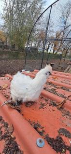 Mooie witte zijdehoenen, verkrijgbaar per koppel voor €15, Dieren en Toebehoren, Pluimvee | Toebehoren, Ophalen