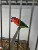 Agapornis fischeri D groen opaline, Dieren en Toebehoren, Vogels | Parkieten en Papegaaien, Vrouwelijk, Dwergpapegaai of Agapornis